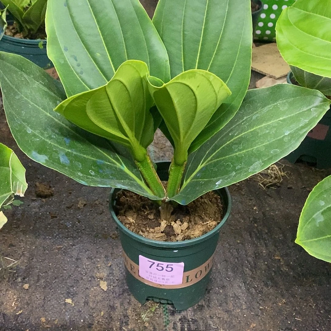 木本植物轩*木本花卉755