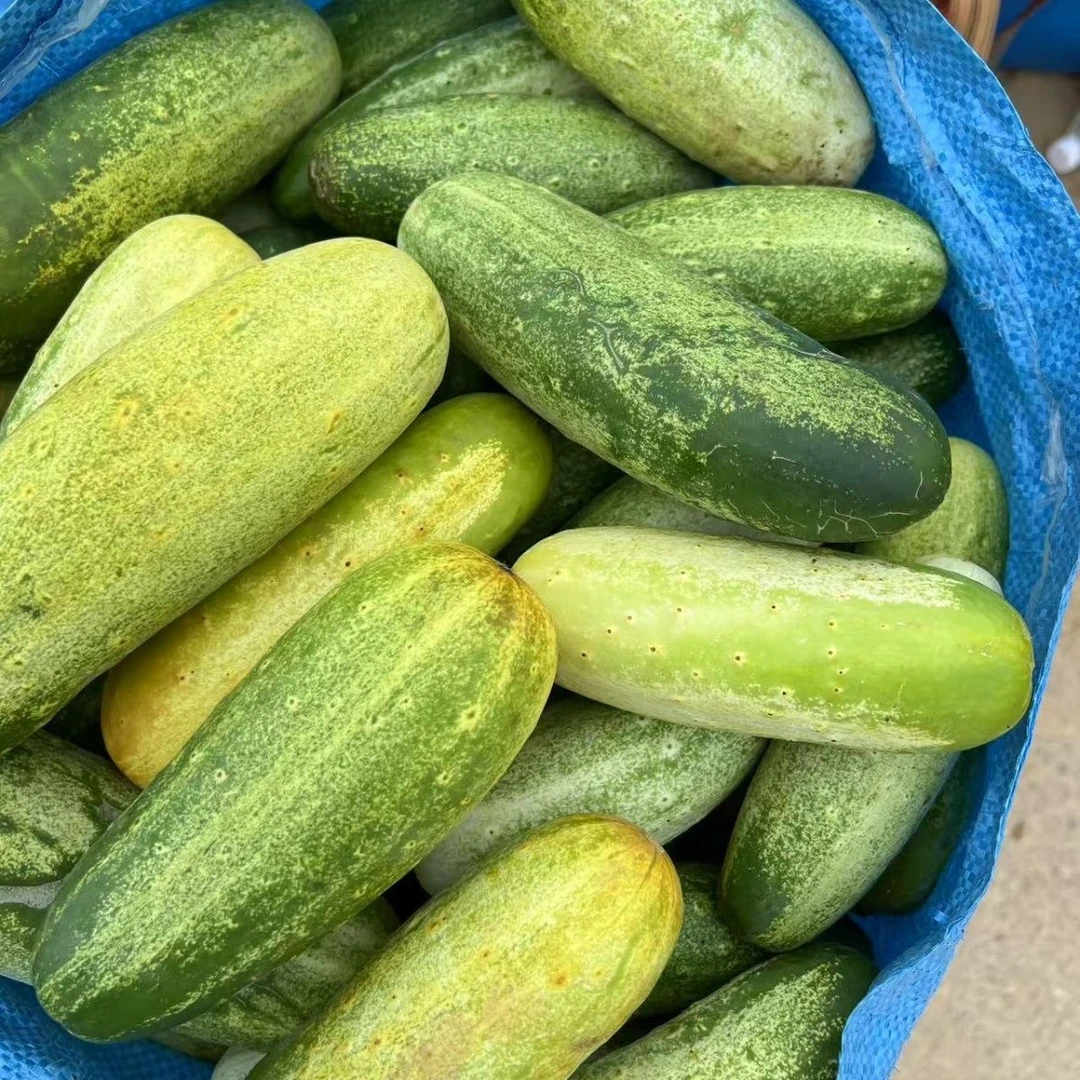 【顺丰包邮】贵州老品种黄瓜老黄瓜孕妇水果黄瓜包邮
