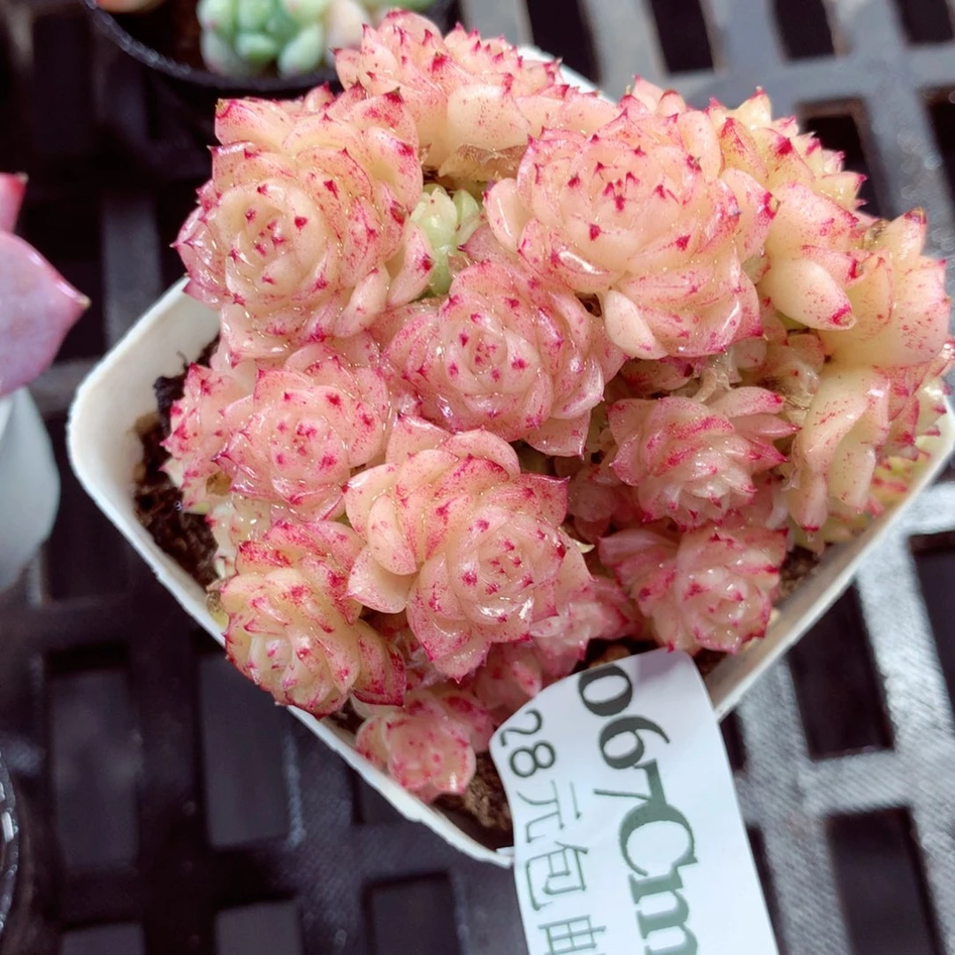 5厘米盆精控多肉067