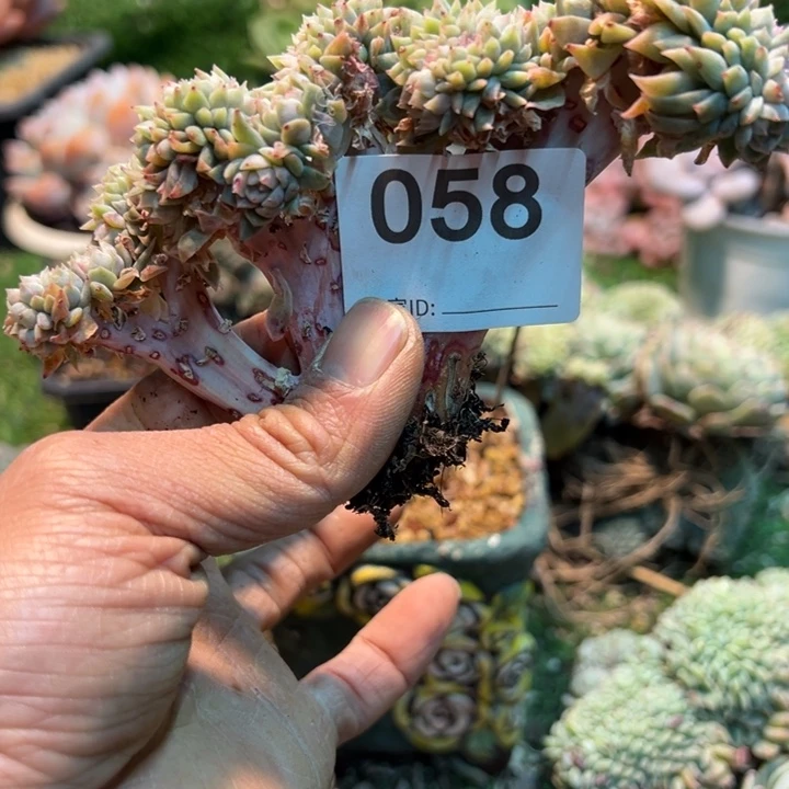 用***9燃烧肉油一物一拍058