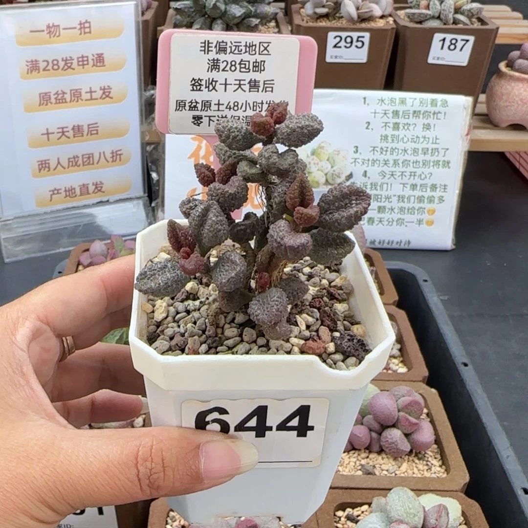团***团644荔枝皮多肉植物