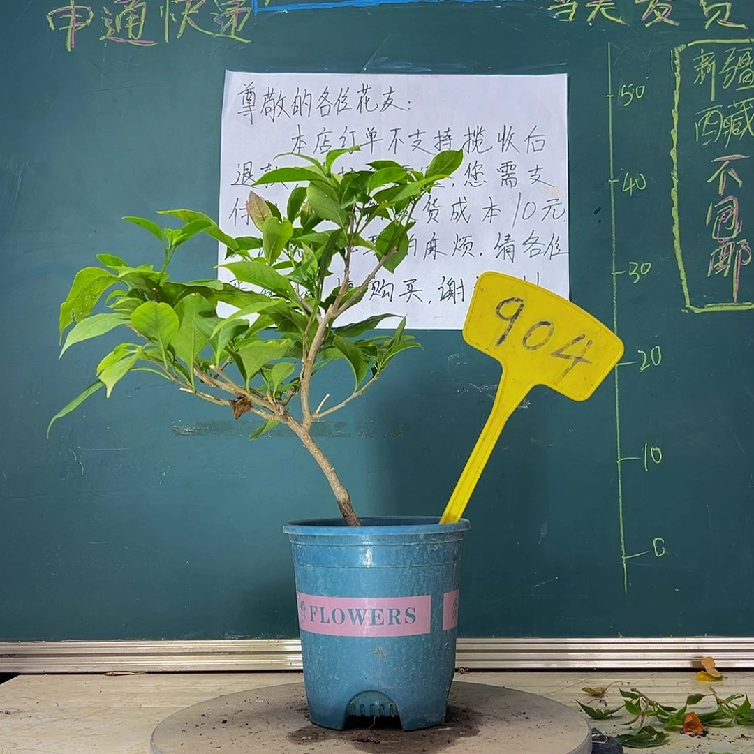 当前无花栽培后可以开花 新加坡大宫粉  904