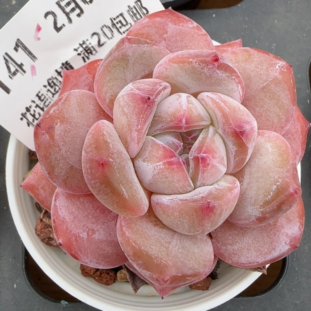 花语逸镜0203-141