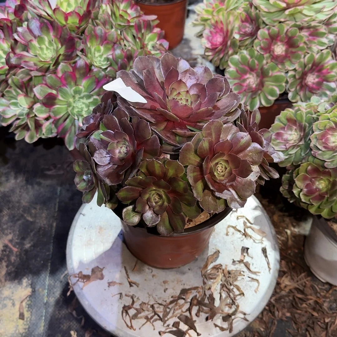 多肉植物红魔0539