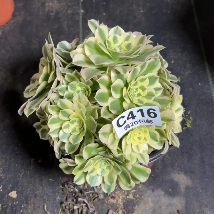 瑞妈一物一拍416