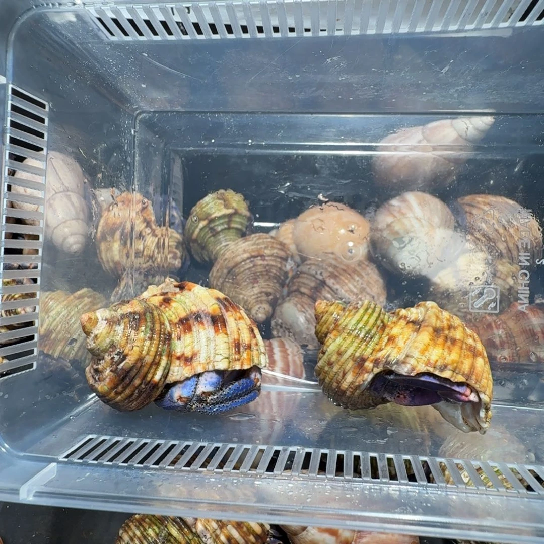 尤***$直播间挑选专拍尤