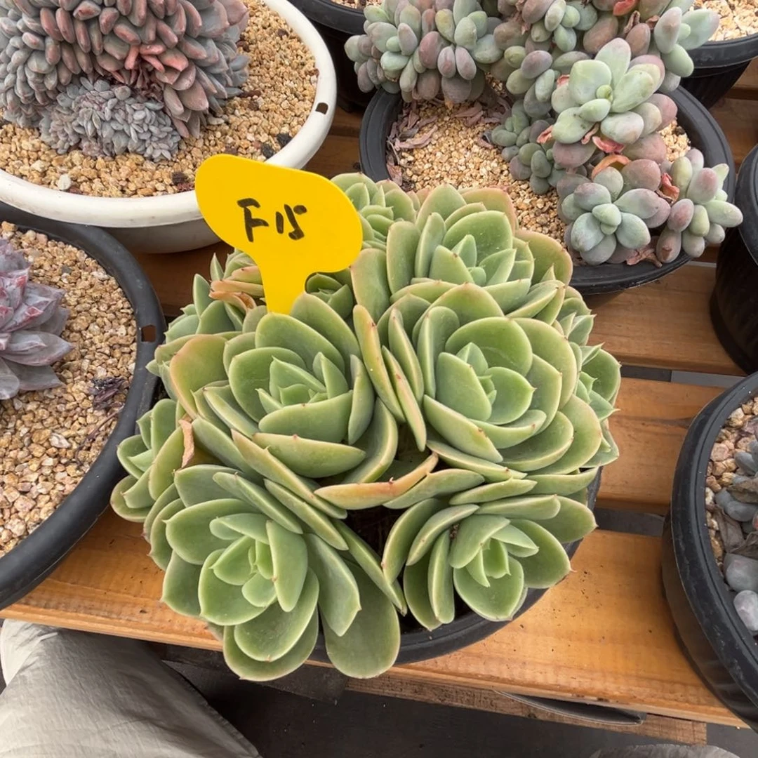 f15星娜塔缀化呀呀呀呀