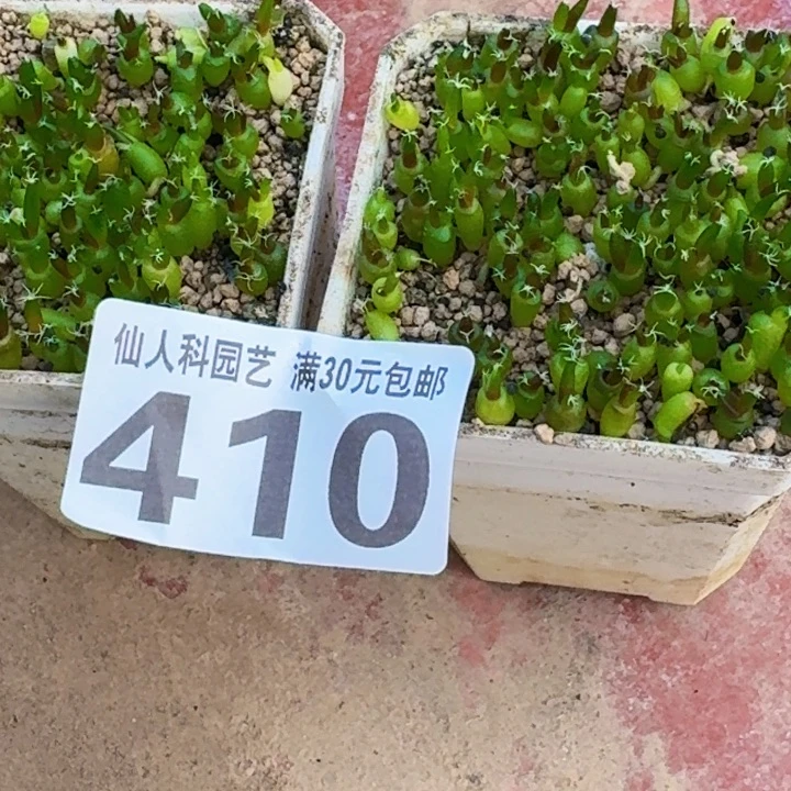 浪***.无花朵福利实生牡丹苗2盒410