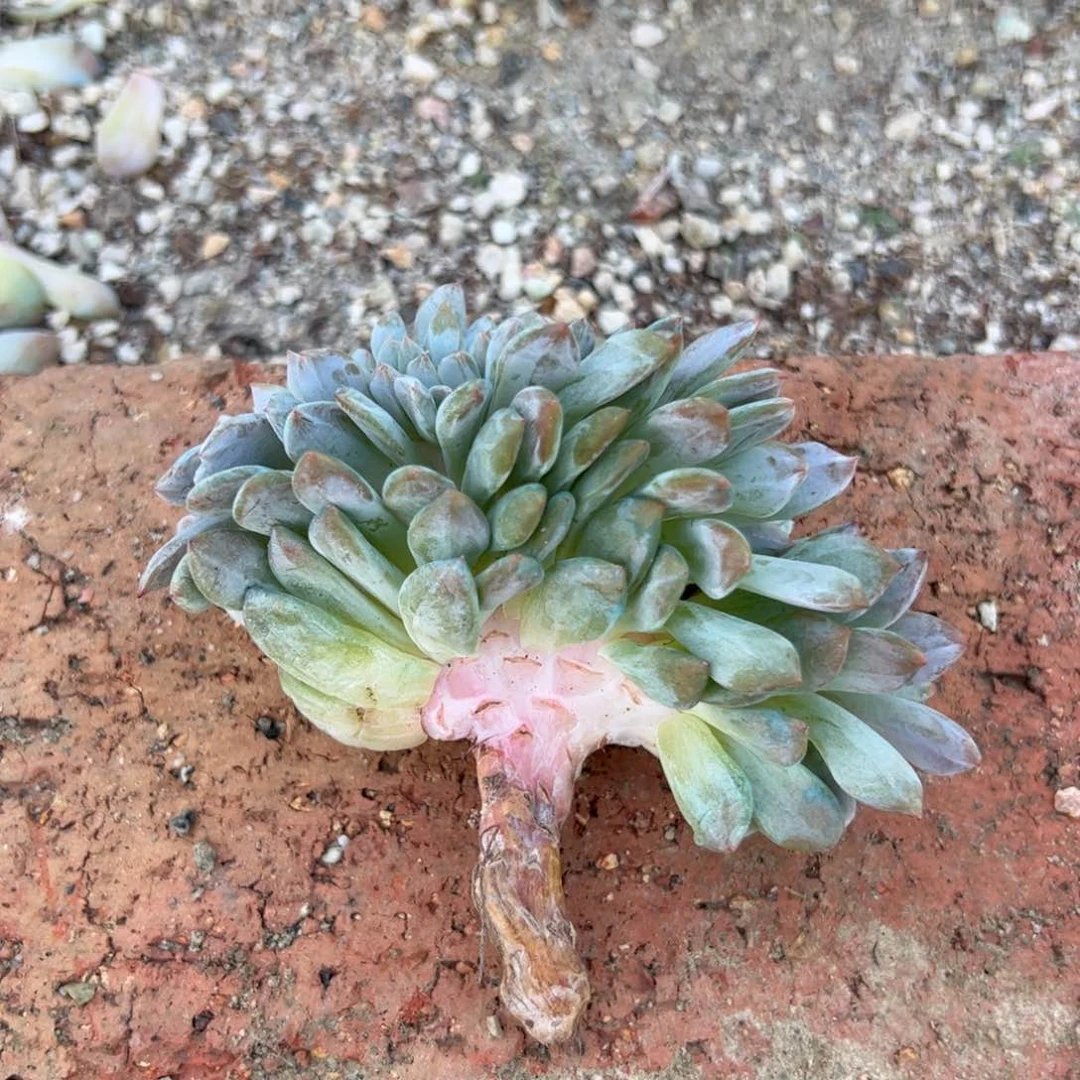 瑕疵瑕疵瑕疵不售后