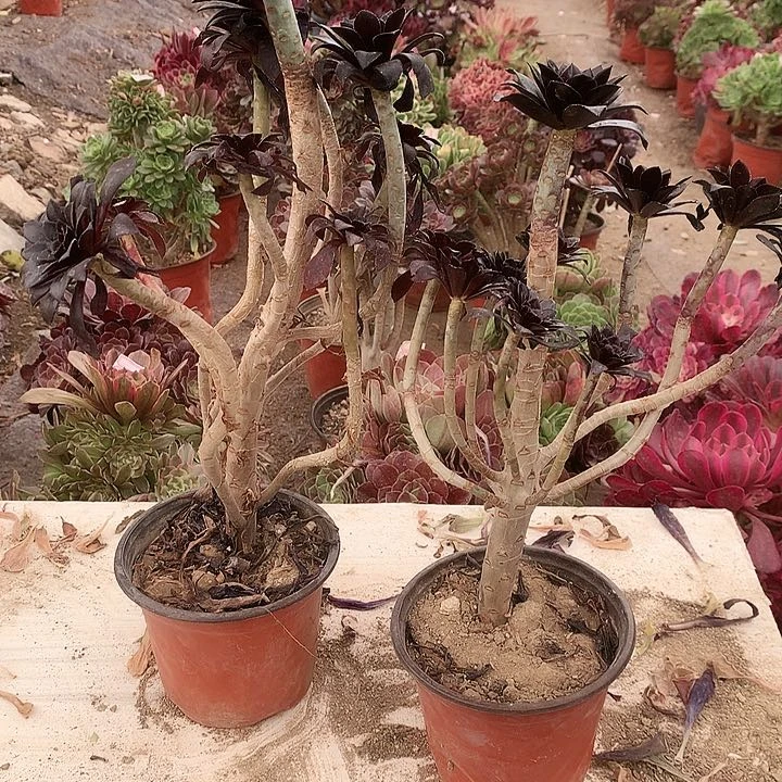 思*谁338魔法师多肉植物