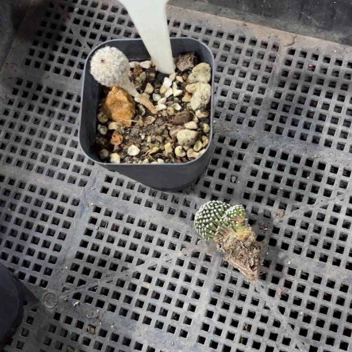 顺***性535好养皮实好活脱土
