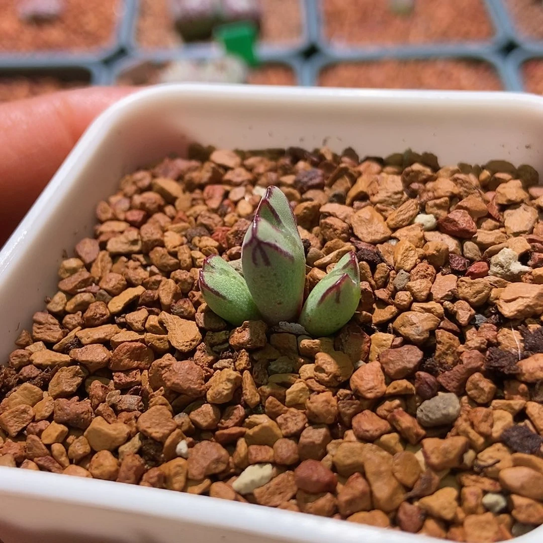 鹿角型猪蹄流水纹一颗三头包邮