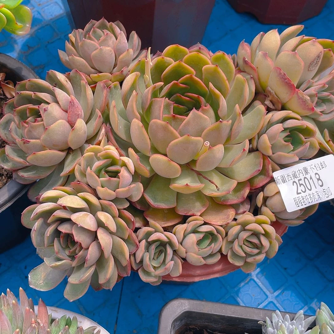 ?****゛红茶25018多肉