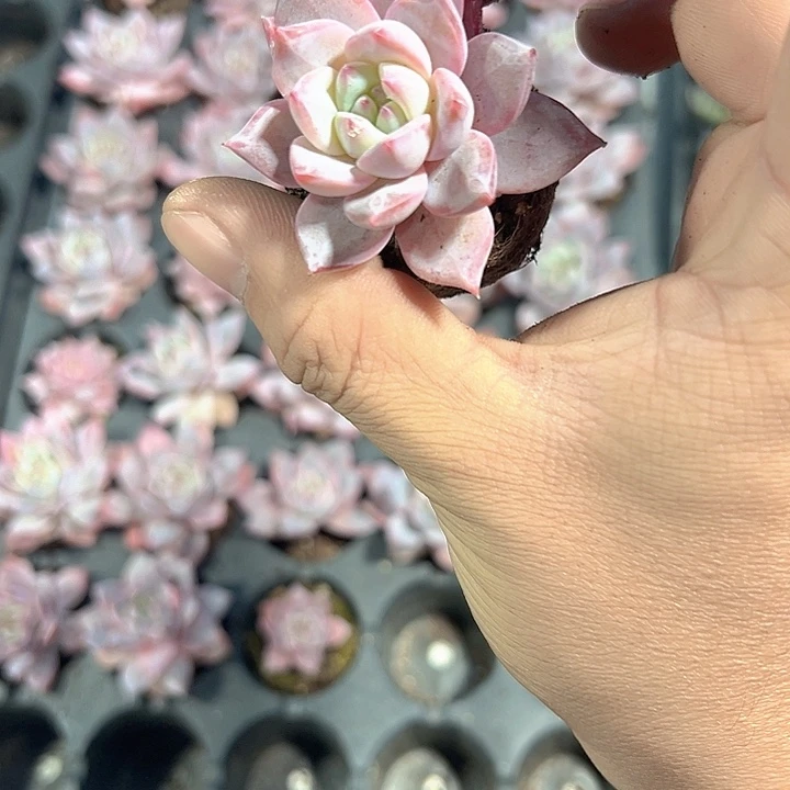 大号粉蓝鸟 满10颗包邮