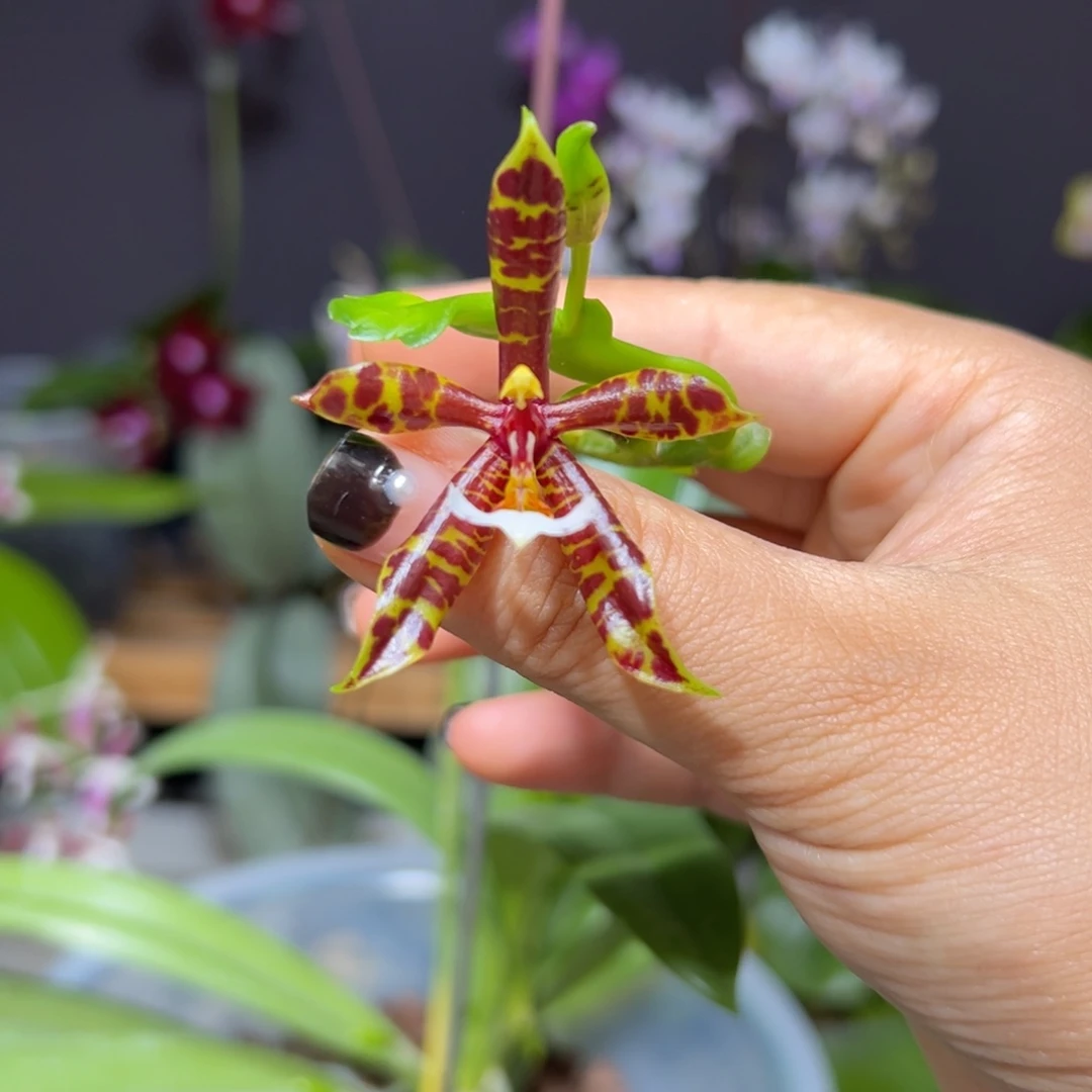 大部分开放少量花苞黑豹