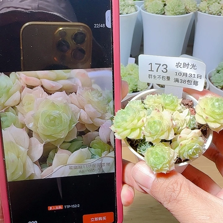 1031-173ttp-152-2麦杆