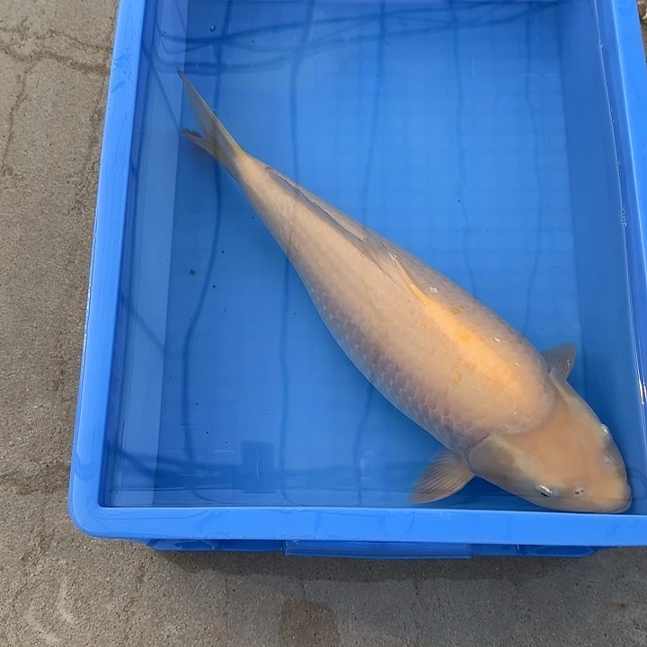 海水鱼赤目芒果介子