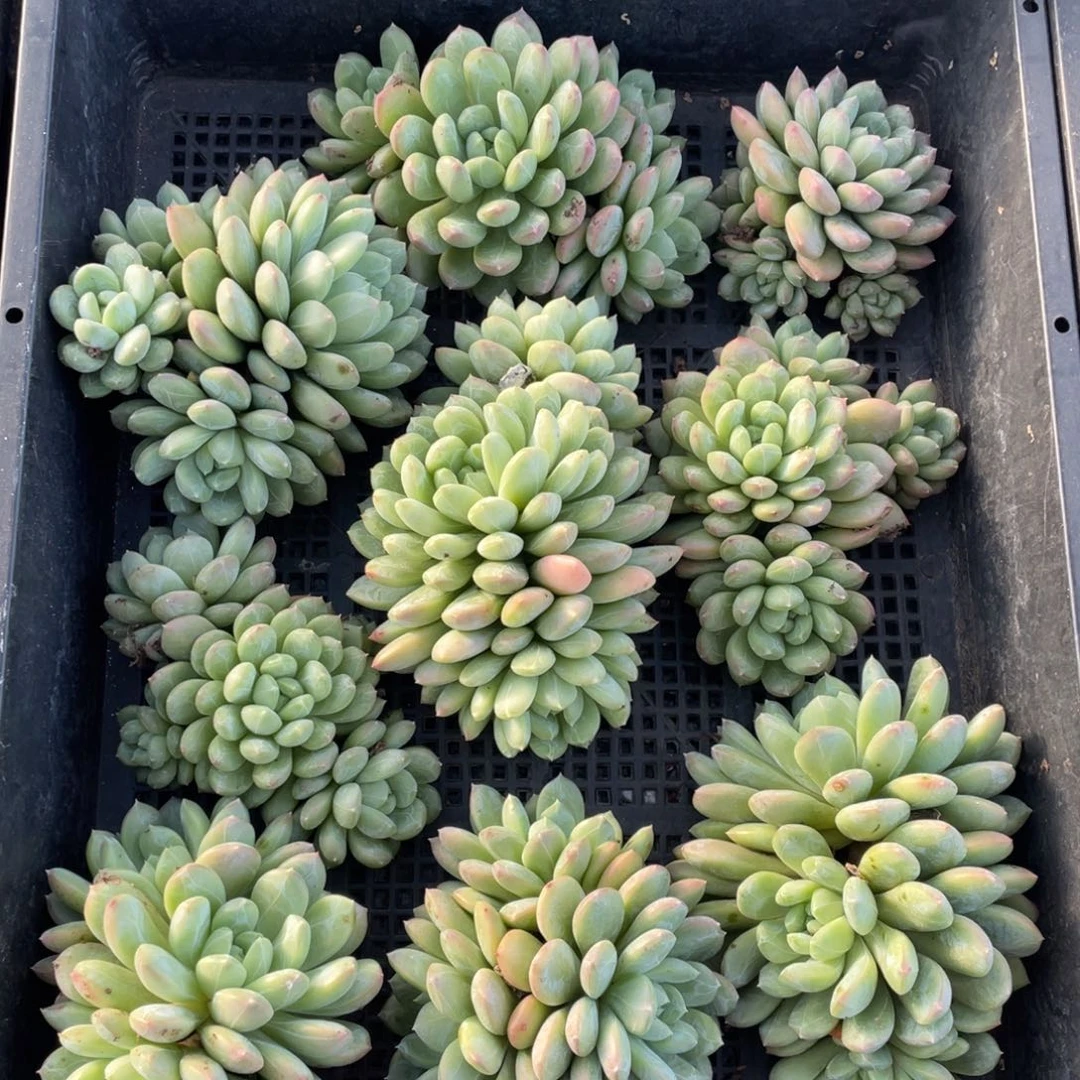 百达翡翠 一整筐 一物一拍