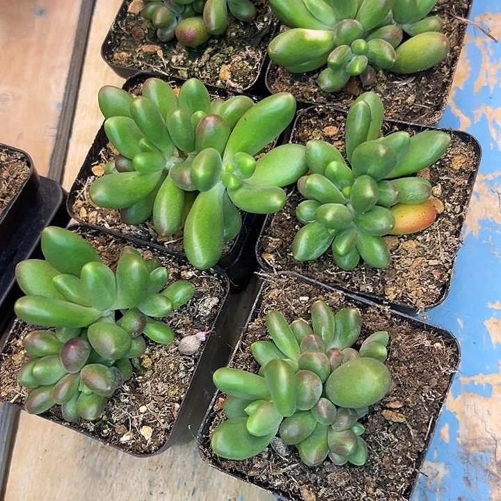 郁***仔6颗金桔拉苗，一物一拍