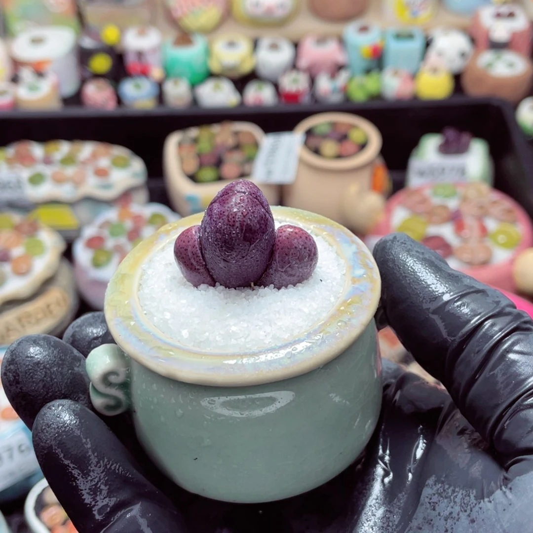 w5980--带盆土发货，零下地区拍保温箱