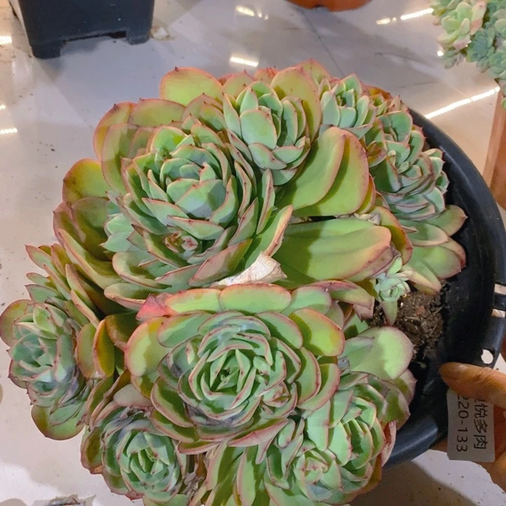 夏悦多肉 0220-133牡丹亭