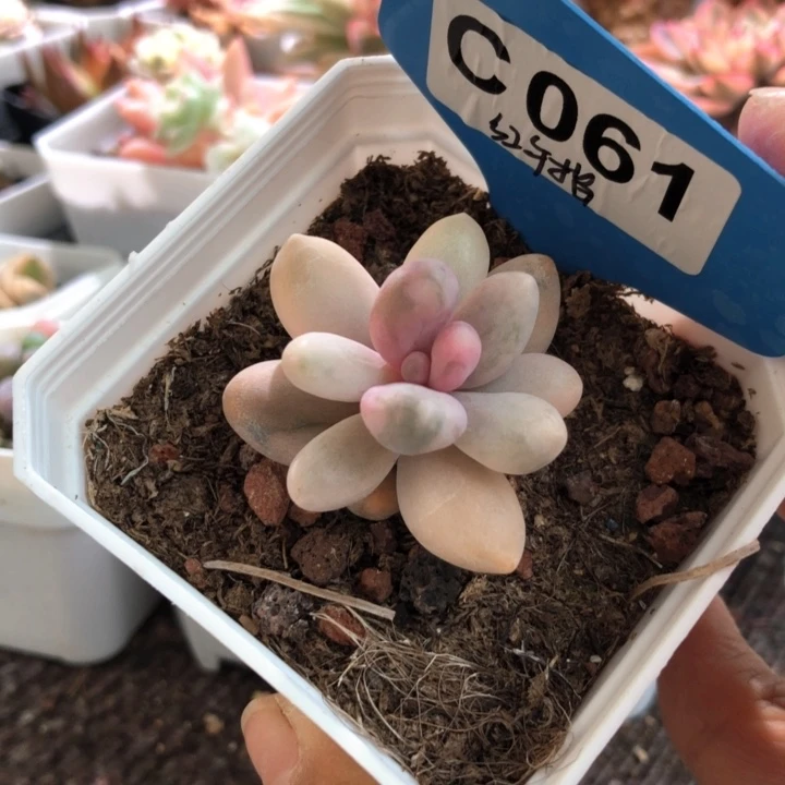 红手指覆轮锦有根