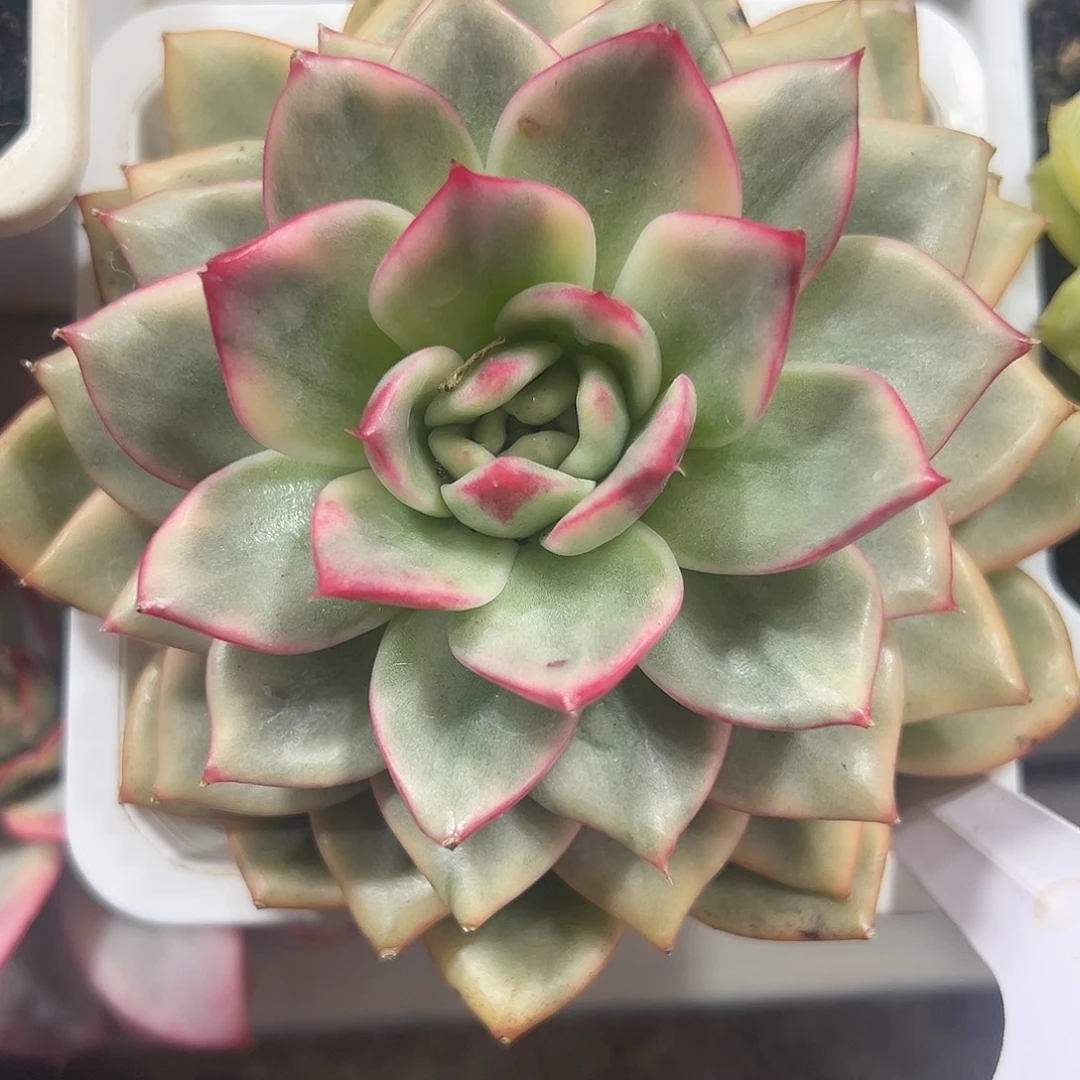 蔚蓝乌木锦多肉植物