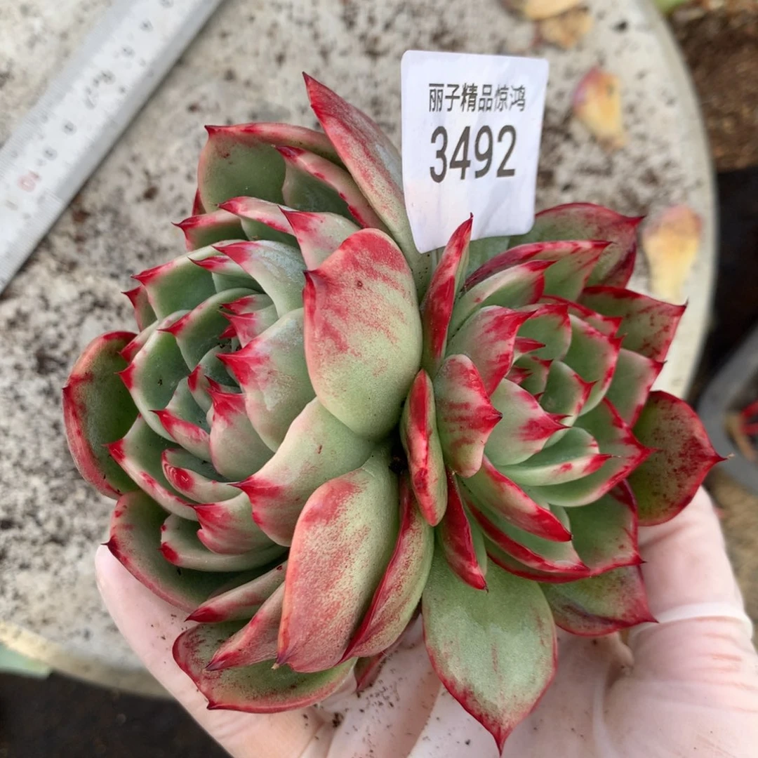 3492一物一拍11厘米