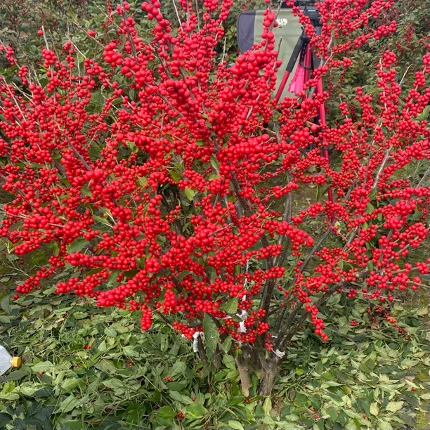 北美冬青冬红果绿植鲜切枝水培鲜花年宵花现剪红果黄果喜庆花卉