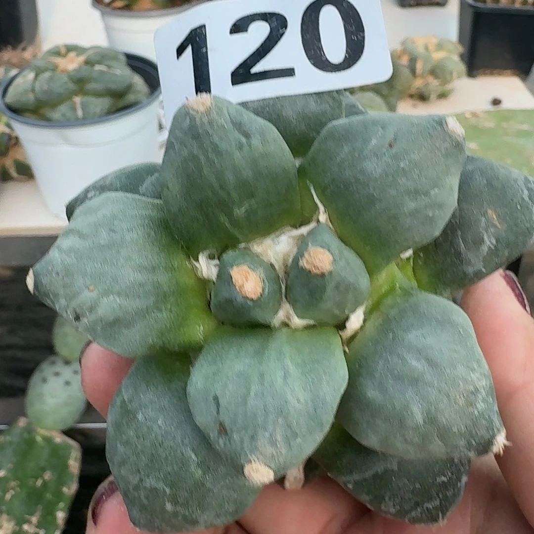 【闪购商品】无花朵小*怒涛120