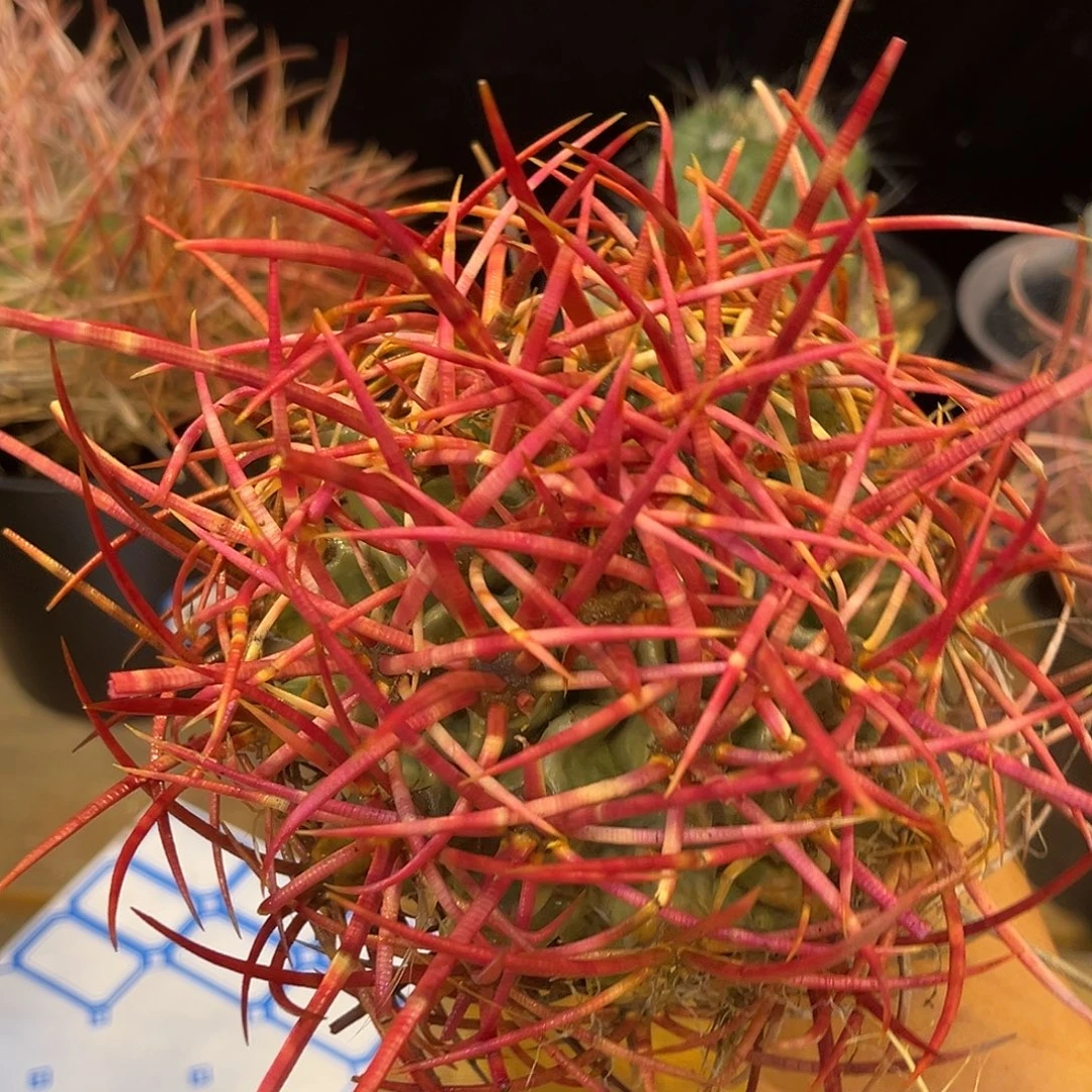 潮流植物 大龙冠