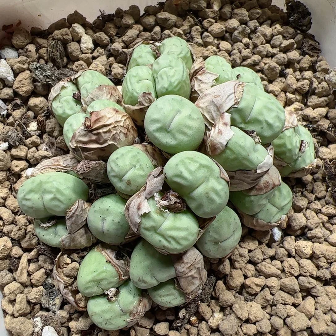 【闪购商品】283 秒