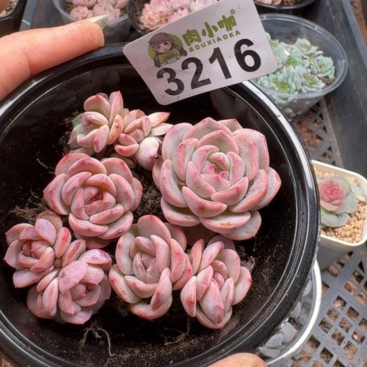 多肉植物多肉植物
