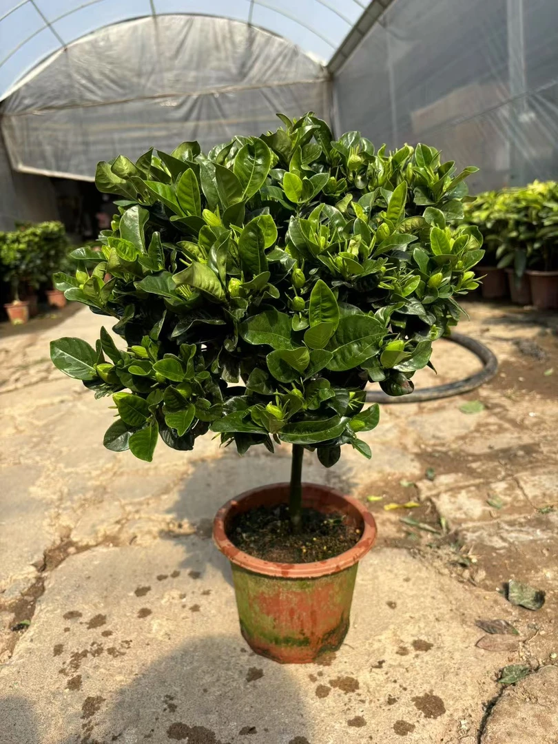 小叶单杆棒棒糖栀子花盆栽植物室内室外浓香四季开花