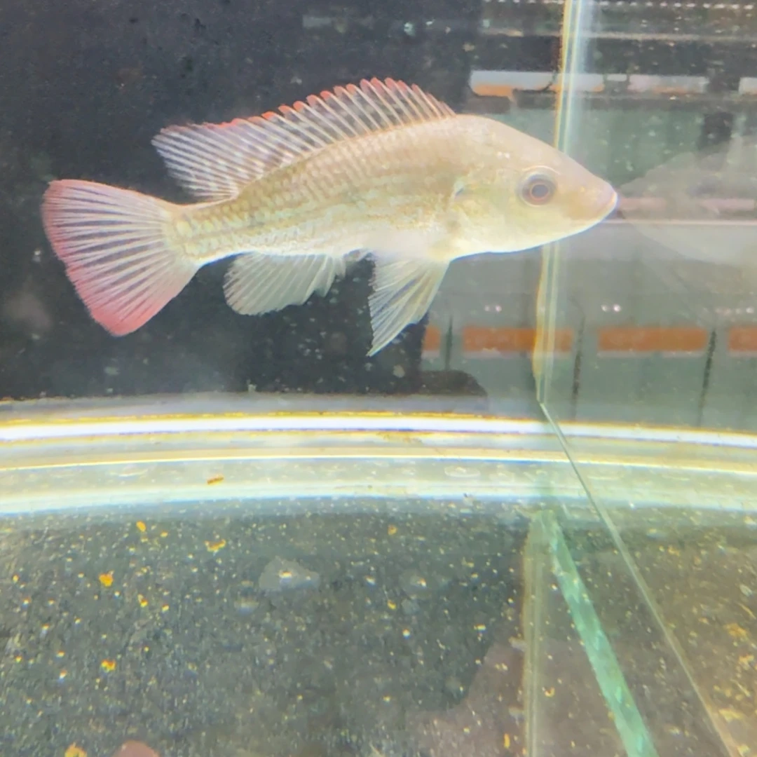 慈鲷野生欧雷坦克328。