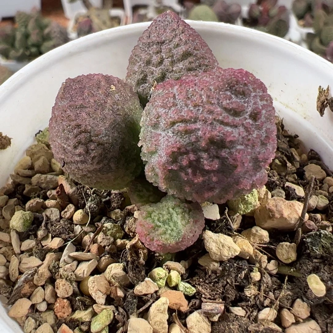 樱桃新品多肉植物水泡冰晶款