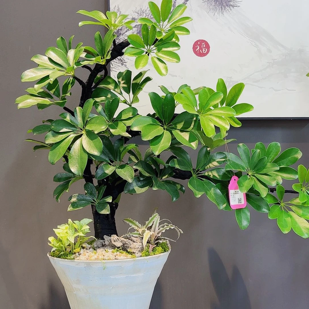 无花朵高端植物一物一趴