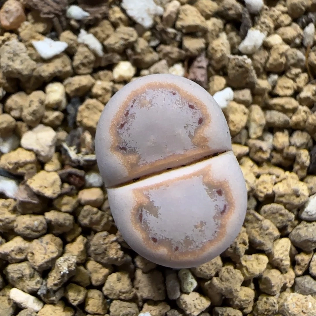 12.13。     216饼干。 。2046