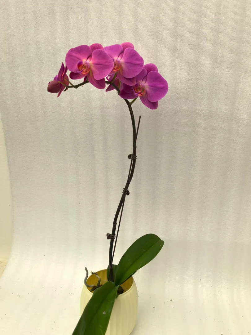 鲜花【金苹果】蝴蝶兰室内种植观赏送礼带花发货