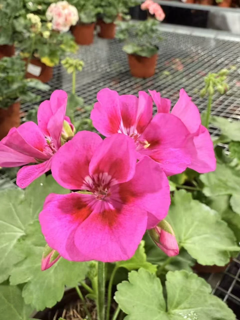 【紫红飞溅】大花球勤花天竺葵 拍三发四