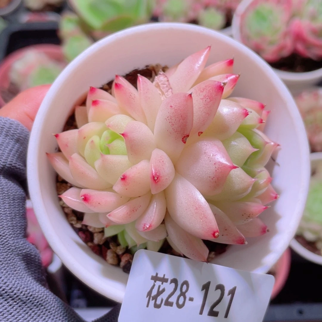 花利美28-121麦秆