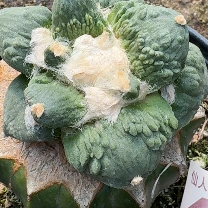 大***哥无花朵苗接怒涛460