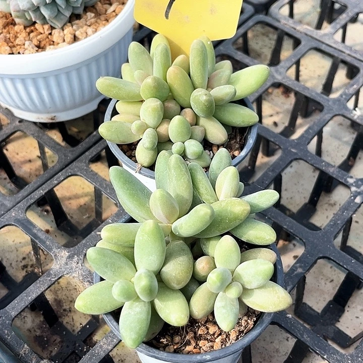 糖果1号码牌子的话题了解