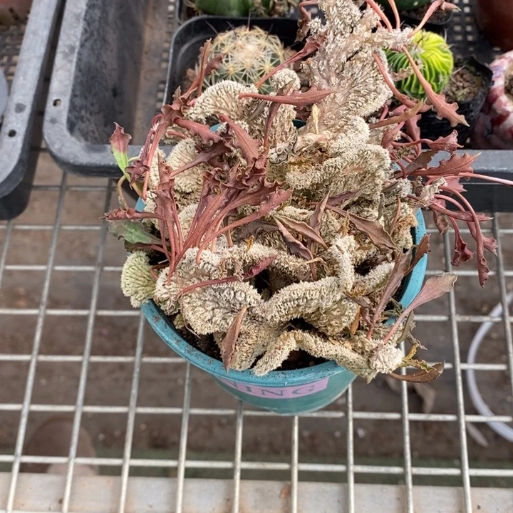 今****?伯克利和格蕾特等人的故事