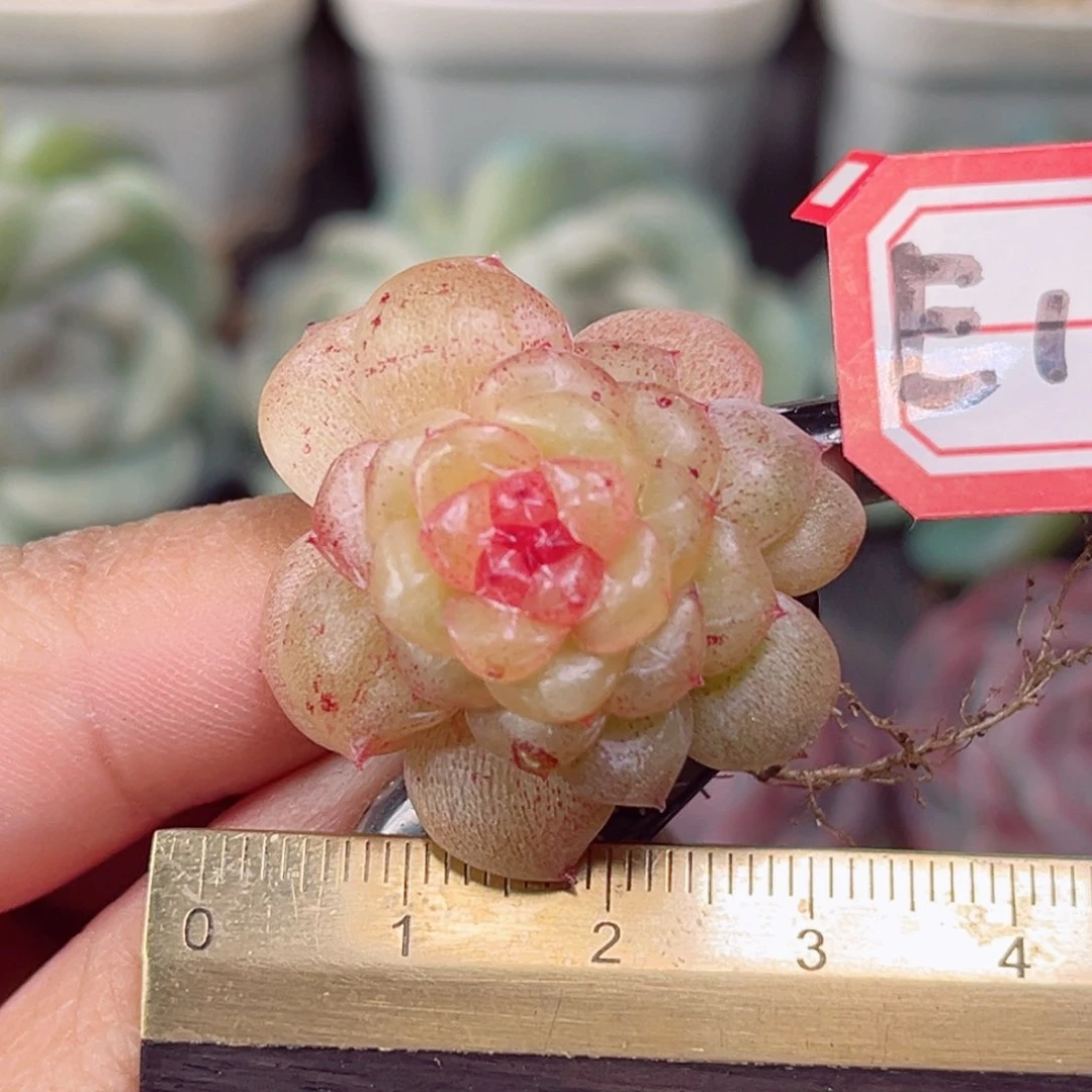 E167 一物一拍 杏花村