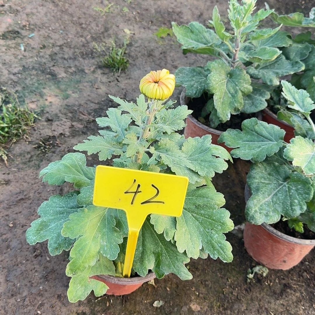 ****.大部分花苞少量开放42八十明