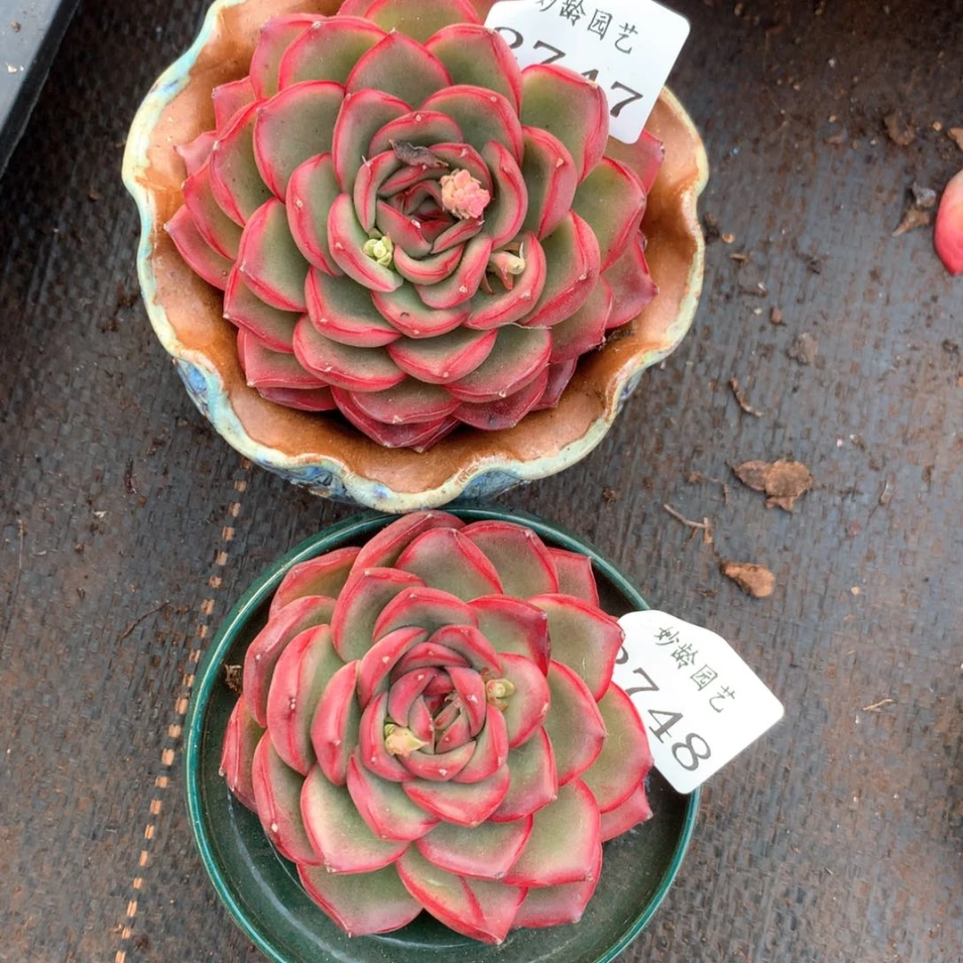 2747-2748两颗杂交多肉