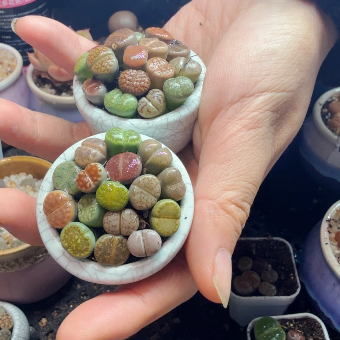 一***乐多肉植物和植物等植物526