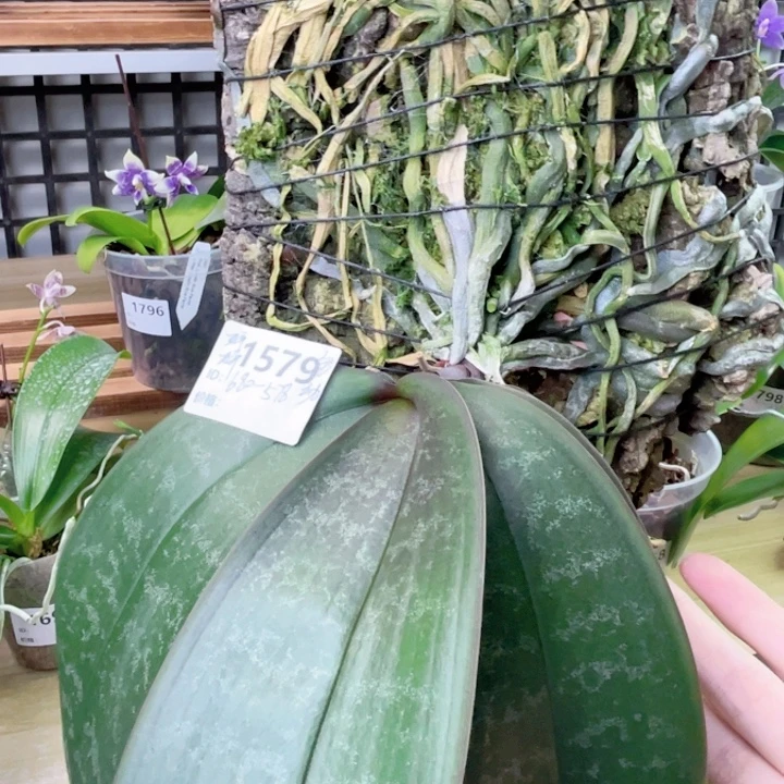 完全开放涂进昌老师西雷利10403-1556