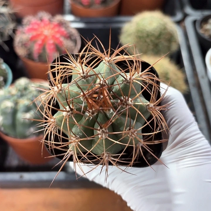 雾*茜丸仙人球仙人球123